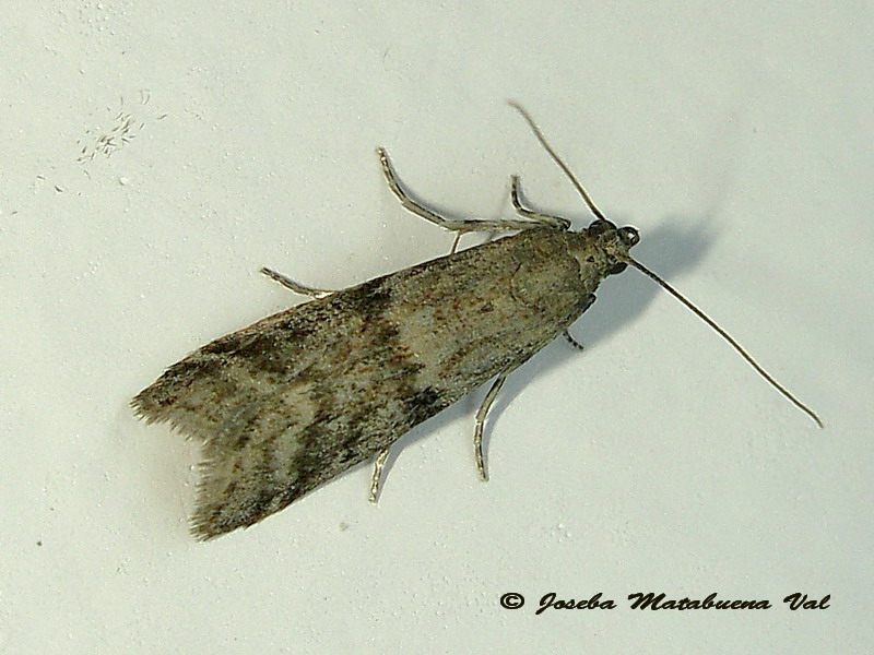 Pyralidae da id. - Ephestia parassitella/unicolorella